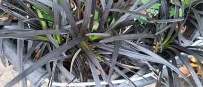 Ophiopogon 'Nigrescens' Grass