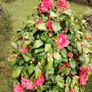 Camellia japonica Roger Hall pink Image 4