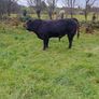 9 Aberdeen angus weanling bulls Image 2
