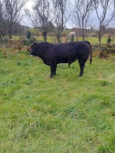 9 Aberdeen angus weanling bulls