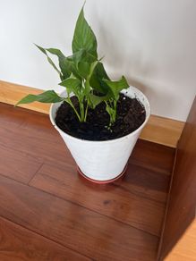 Plants - diverse