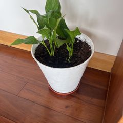 Plants - diverse