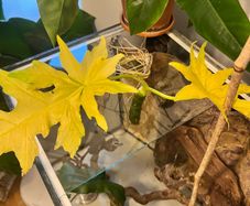 Philodendron Warscewiczii Aurea Flavum