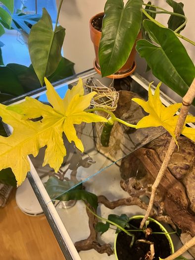 Philodendron Warscewiczii Aurea Flavum