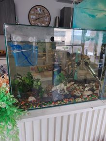 Fish tank full set up