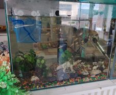 Fish tank full set up