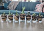 Plants in GlassJar