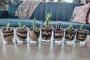 Plants in GlassJar