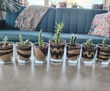Plants in GlassJar