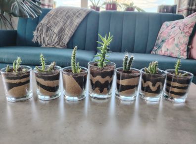 Plants in GlassJar