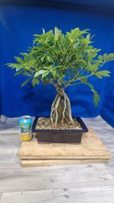 Schefflera Tree Bonsai