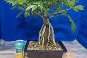 Schefflera Tree Bonsai