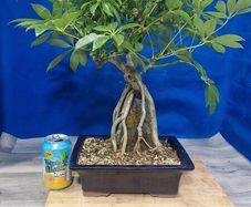 Schefflera Tree Bonsai