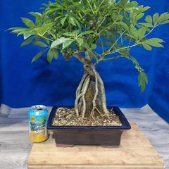 Schefflera Tree Bonsai