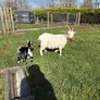 Pygmy goats  female kids Image 5
