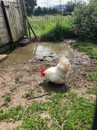 rooster