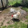 rooster Image 4