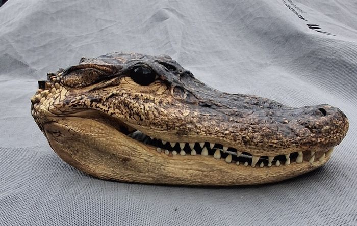 alligator head