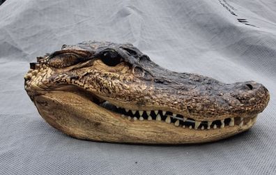 alligator head