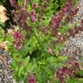 Tall Blue Campanula Plants Image 5