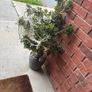 faux tree and pot Image 4