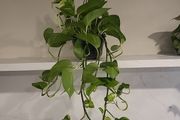 Epipremnum Aureum