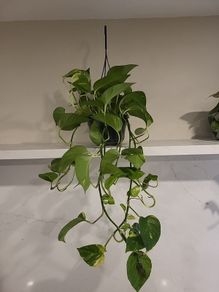 Epipremnum Aureum