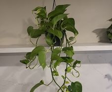 Epipremnum Aureum