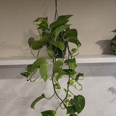 Epipremnum Aureum