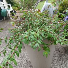 Pot with fuchsia plant just about to flowers 10 euro please have a look at more plants on my  site