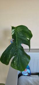 Monstera Thai Constellation