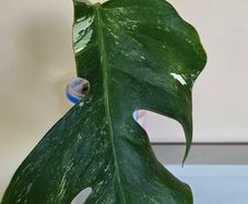 Monstera Thai Constellation