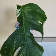 Monstera Thai Constellation