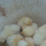 chicks and ducklings Image 5