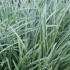 Carex 'Ice Dance'