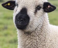 Hampshire Ram Lambs