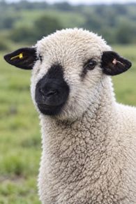 Hampshire Ram Lambs