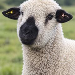 Hampshire Ram Lambs