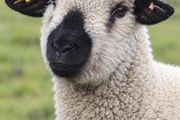 Hampshire Ram Lambs