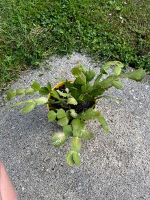 Christmas cacti plant