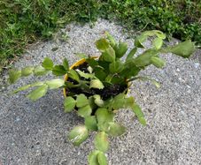 Christmas cacti plant