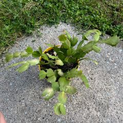Christmas cacti plant