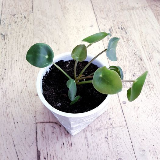 Chinese Money Plants - Pilea peperomioides