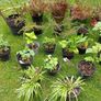 Plants Image 3