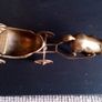 Vintage Brass Horse and Carriage. Image 3