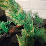 Decorations for Fish Tank Image 8