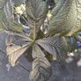 Rodgersia 'Bronze Peacock' (Bare Root) Image 4