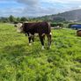 Pedigree Hereford Bull Image 4