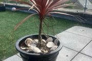 Palms in huge Pots
