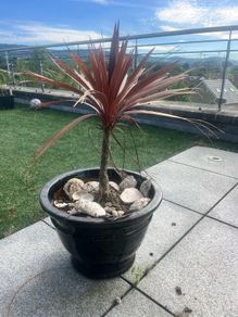 Palms in huge Pots